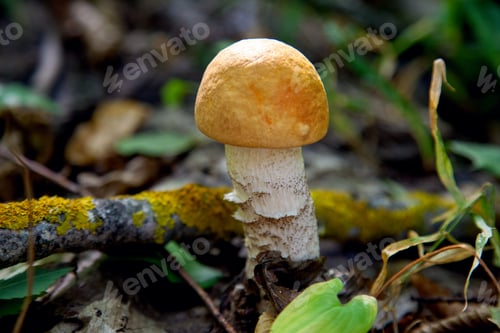 Preview: Orange Cap Boletus. Crop Of Forest Edible Mushrooms. A Young Boletus Grows In The Aspen Forest, A