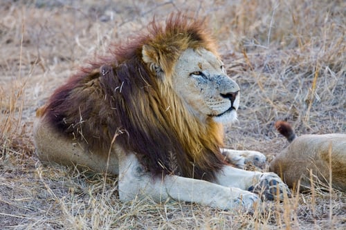 Preview: Male African Lion In The Okavango Delta, Botswana