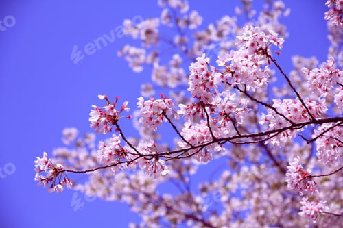 Preview: Ueno Park In Tokyo, Japan - Spring Time Cherry Blossom (Sakura).
