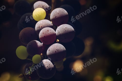 Preview: Grapes In Autumn