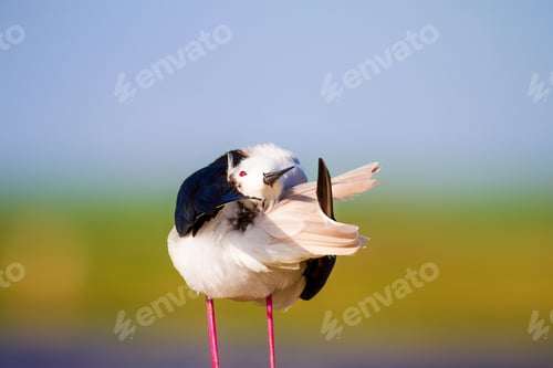 Preview: Cute Bird. Colorful Nature Background. Bird: Black Winged Stilt. Himantopus Himantopus.