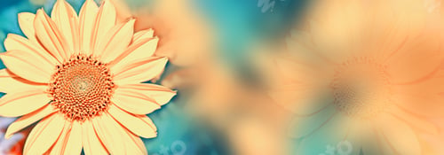 Preview: Colorful Heliopsis Flowers On A Background Of The Autumn Landscape