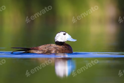 Preview: Swimming Duck. Colorful Lake Habitat Background. Bird: White Headed Duck. Oxyura Leucocephala.