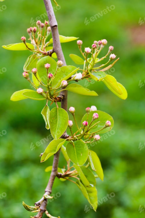 Preview: Closeup Of A Pear Tree Branch With Buds And Leaves On Springtime