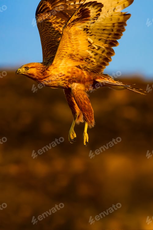 Preview: Flying Buzzard. Natural Background.