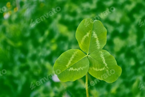 Preview: Green Clover Leaves On A Background Summer Landscape. St.Patrick 'S Day.