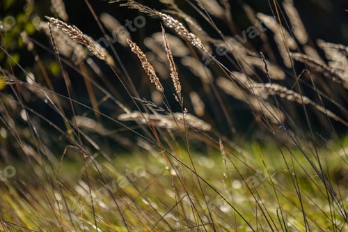 Preview: Grass Bents Abstract Nature Texture With Blur Background And Autumn Colors