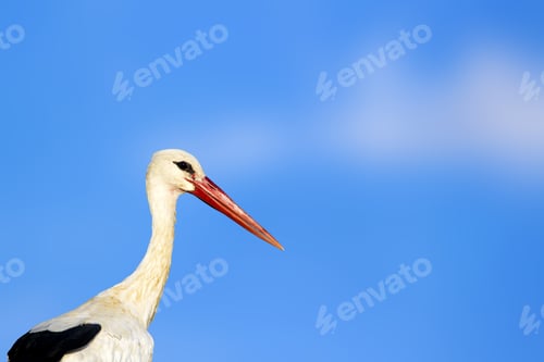 Preview: Cute Bird Stork. Isolated On Nature Background White Stork Ciconia Ciconia