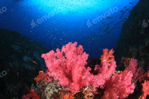 Preview: Underwater Coral Reef And Fish In Ocean