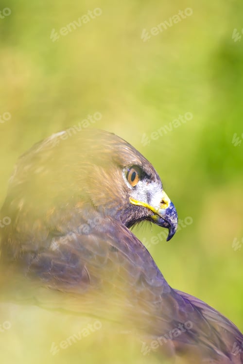 Preview: Bird Of Prey. Buzzard Portrait. Green Nature Background. Bird: Long Legged Buzzard. Buteo Rufinus.