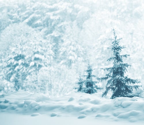 Preview: Abstract Blurred Winter Background. Trees In The Snow.