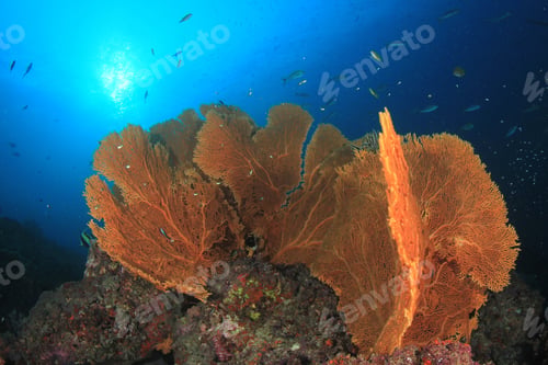 Preview: Underwater Coral Reef And Fish In Ocean