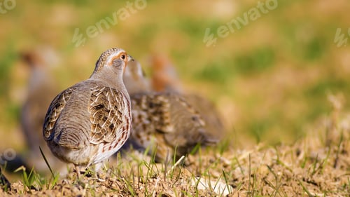 Preview: Partridges. Colorful Nature Background. Bird: Grey Partridge. Perdix Perdix.
