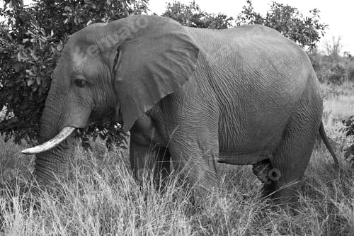 Preview: African Elephant In The Kruger National Park, South Africa