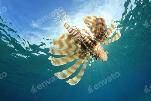 Preview: Lionfish Hunting In The Sea, Backlit By Sunburst