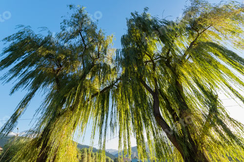 Preview: Willow Trees From Above, Armenia