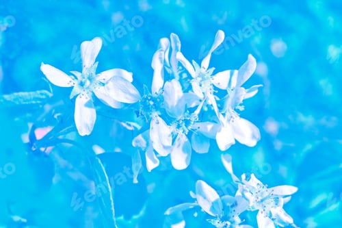 Preview: Blossoming Branch Cherry. Bright Colorful Spring Flowers. Beautiful Nature Scene