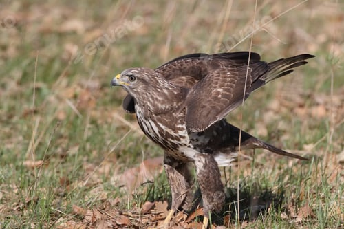Preview: Common Buzzard (Buteo Buteo) Germany