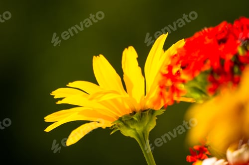 Preview: A Bouquet Of Bright Spring Flowers Of Various Types