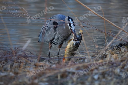Preview: Great Blue Heron (Ardea Herodias) Eating A Fish Bosque Del Apache National Wildlife Refuge New