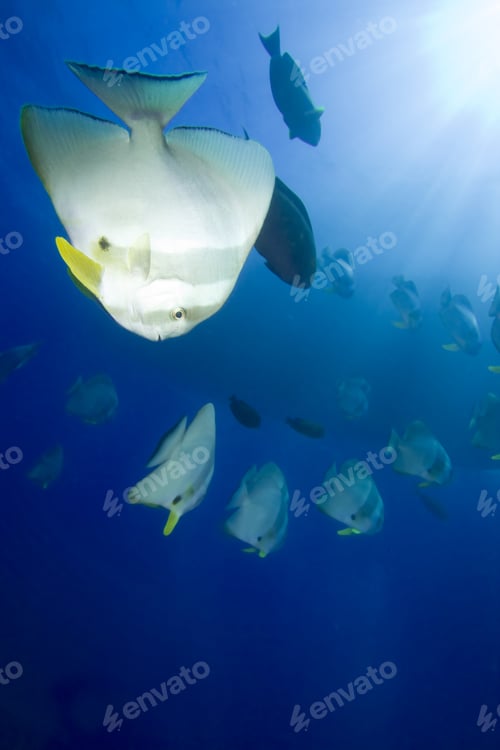 Preview: Longfin Spadefish (Platax Teira)