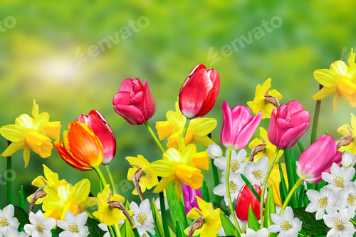 Preview: Spring Flowers Daffodils And Tulips