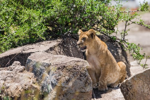 Preview: Lion Cub In The Maasai Mara National Park, Kenya