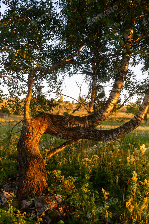 Preview: Muhu Island Coastline