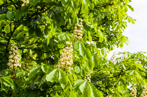 Preview: Flowering Branches Of Chestnut Castanea Sativa Tree, And Bright Blue Sky