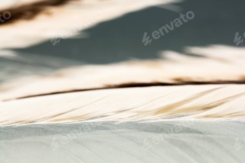 Preview: Colorful Hen Feather With Details And Reflexions