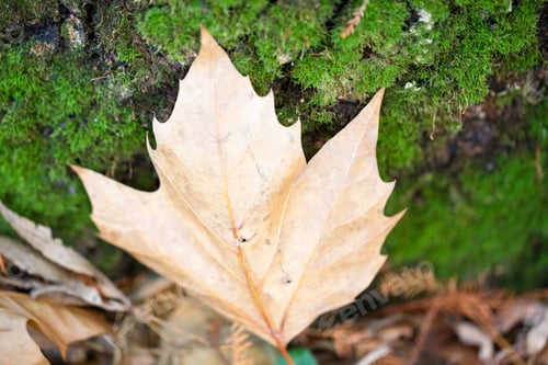 Preview: Beautiful Autumn Leaves In The Park