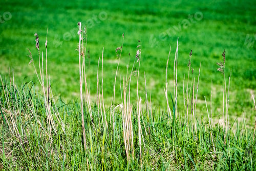 Preview: Horizontal Image Of Lush Early Spring Foliage - Vibrant Green Spring Fresh Leaves Of Birch Tree In