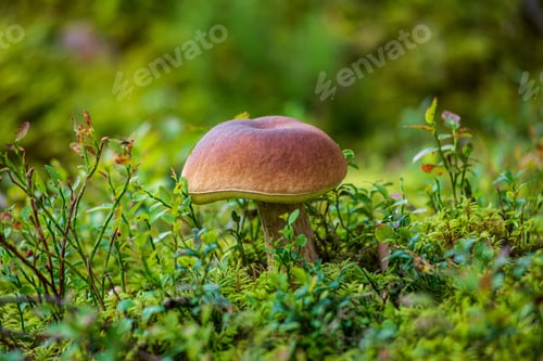 Preview: Mushroom In Green Forest Moss In Summer. Blur Background