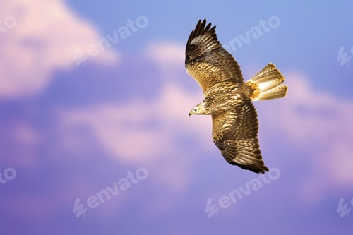 Preview: Bird Of Prey. Isolated Bird. Blue Sky Background.