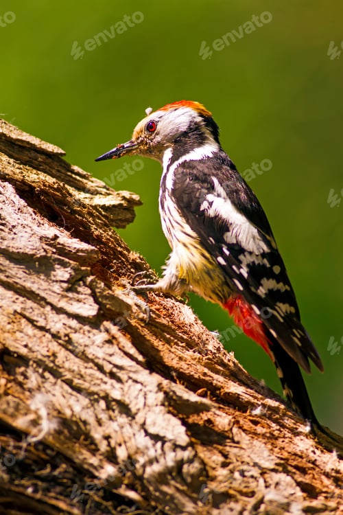Preview: Cute Woodpecker On Tree. Green Forest Background.