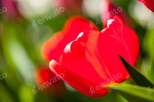 Preview: Beautiful Tulips With Details