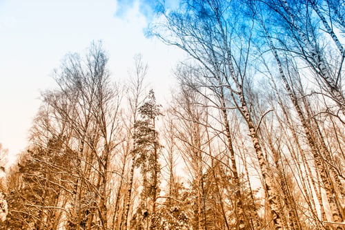 Preview: Frozen Winter Forest With Snow Covered Trees.