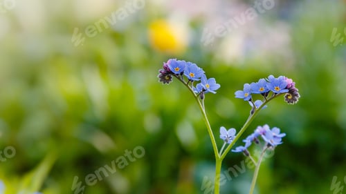 Preview: Blue Flowers Of Forget-Me-Not. Summer Or Spring Background. Copy Space
