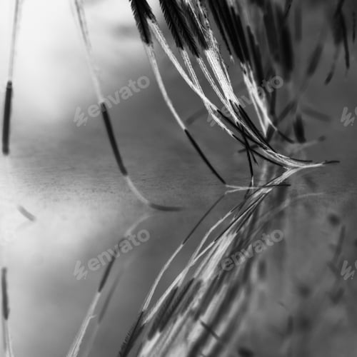 Preview: Guinea Hen Feather With Light Grey Background