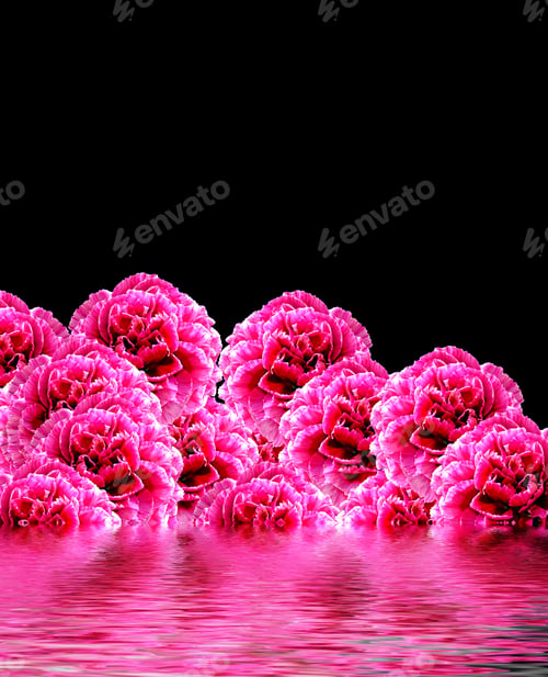 Preview: Bouquet Of Flowers Carnation. Flowers Isolated On Black Background.