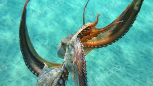 Preview: Underwater Photo Of Small Octopus In Turquoise Tropical Clear Waters