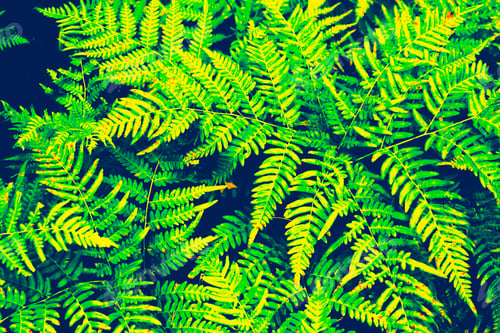 Preview: Summer Landscape With Leaves. Natural Floral Background. Fern In The Forest.