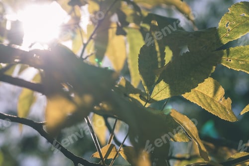 Preview: Autumn Gold Colored Leaves In Bright Sunlight In Forest On Dark Blur Background - Vintage Retro