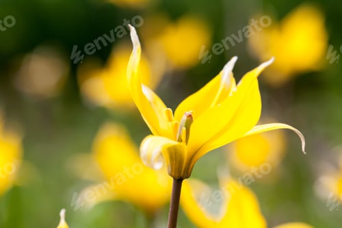 Preview: Yellow Wild Tulip (Bieberstein Tulip) In Its Natural Habitat