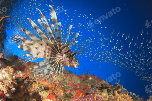 Preview: Lionfish