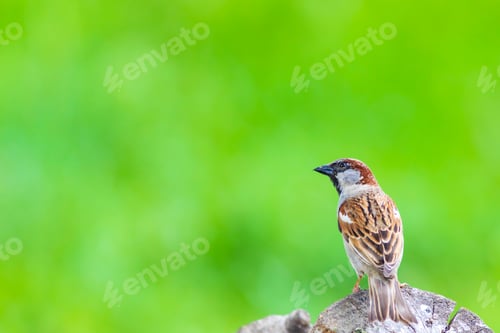 Preview: Cute Bird Sparrow. Green Nature Background.
