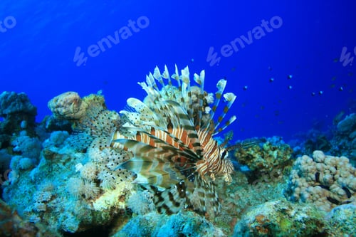 Preview: Lionfish