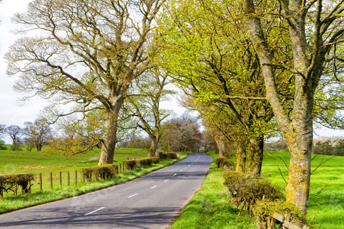 Preview: A Lane Running Through Moorland And Livestock Pastures In The Cheviot Hills On The Border Of