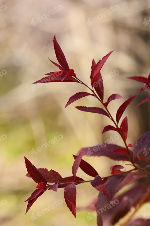 Preview: Beautiful Branch With Red Autumn Leaves