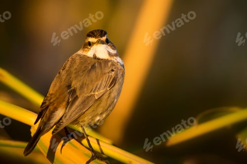 Preview: Cute Little Bird. Yellow Reeds Background. Bluethroat / Luscinia Svecica